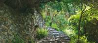 Walking trail through the Cinque Terre | Rachel Imber