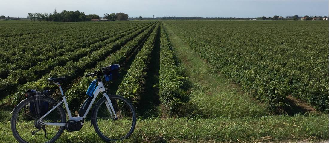 Electric bike and vineyard |  <i>Richard Tulloch</i>