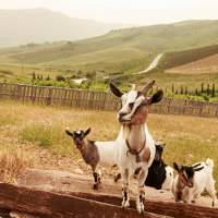 Meet goats in Sicily!
