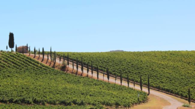 Classic Tuscan landscapes on the Via Francigena near Florence