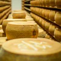 Grana Padano cheese factory in the Po Valley
