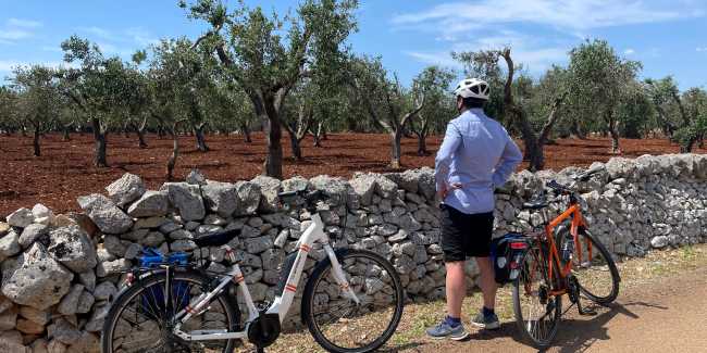 Cycling by Puglia's olive trees
