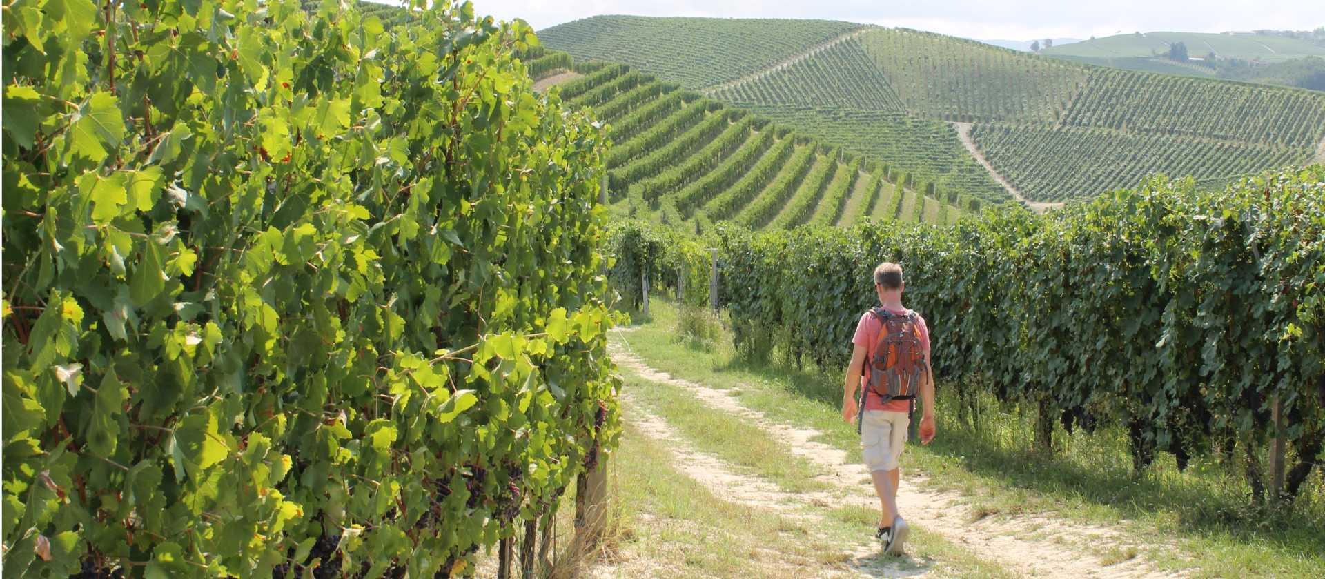 Walking through the vines in Piedmont | Jaclyn Lofts