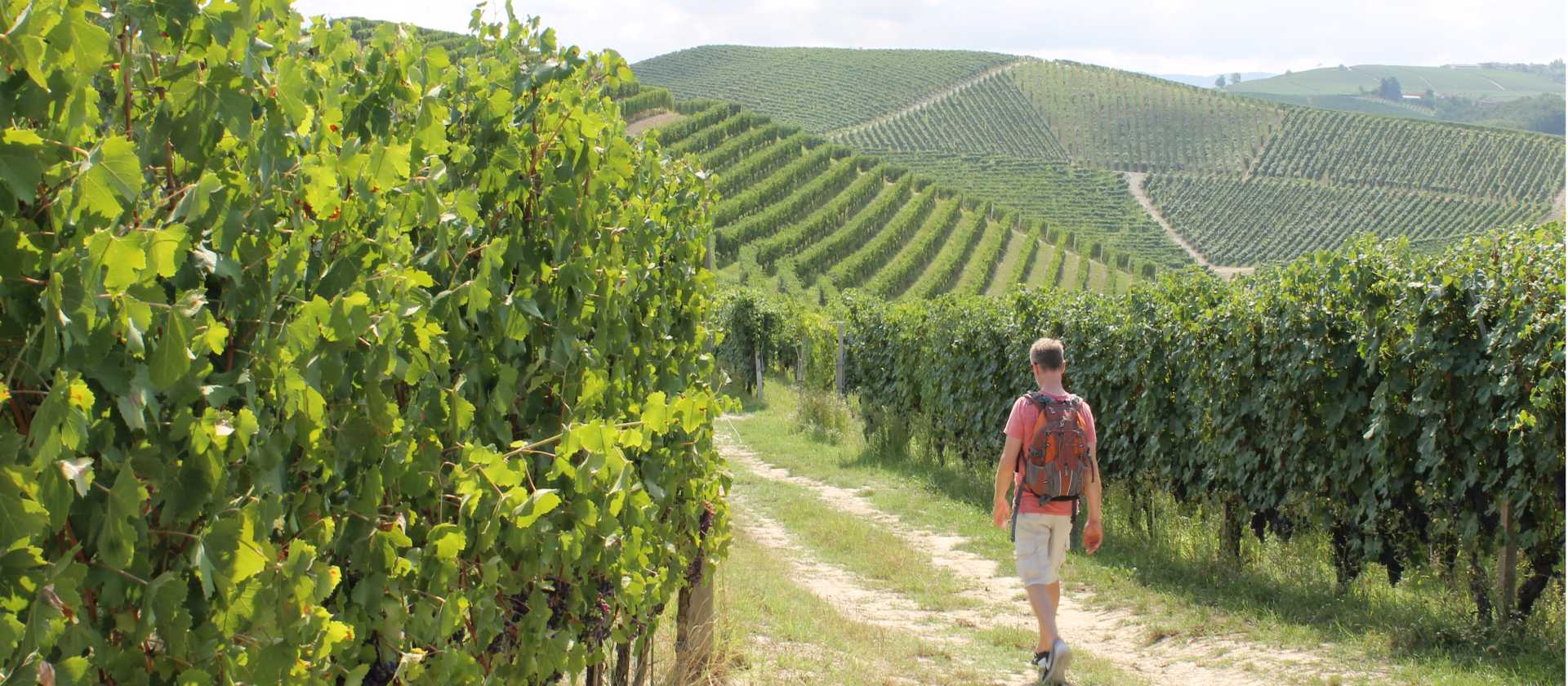 Walking through the vines in Piedmont | Jaclyn Lofts