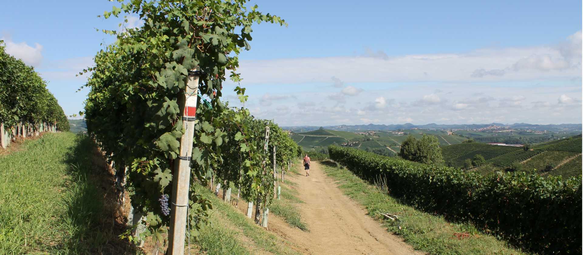 Waymarked trails through Piedmont's vineyards | Jaclyn Lofts