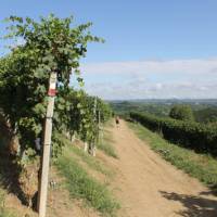 Waymarked trails through Piedmont's vineyards | Jaclyn Lofts