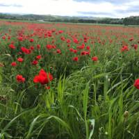 The abundance of red poppies in Italy makes you feel as if you’re in a Van Gogh painting