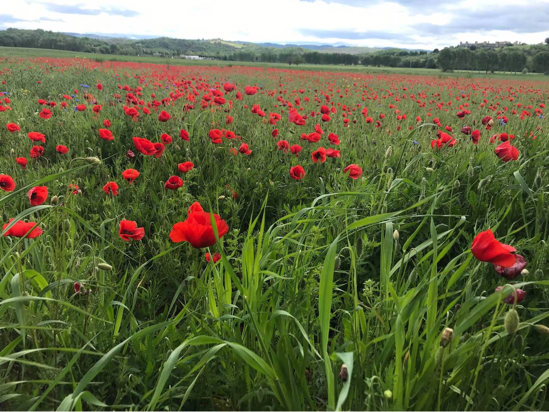 The abundance of red poppies in Italy makes you feel as if you’re in a Van Gogh painting