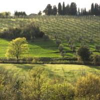 Cycling through classic Tuscan landscapes of olive groves on our Tuscany Bike and Sail