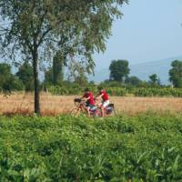 Self guided cyclists enjoy the myriad of crops in the valley floor of Umbria | Sue Badyari