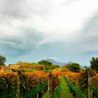 Where fertile vineyards meet the shadow of Mount Vesuvius. | Pieter Biesemans