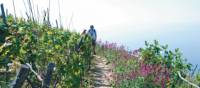 Grape vines surround the small village of Volastra | Rachel Imber