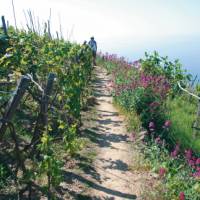 Grape vines surround the small village of Volastra | Rachel Imber