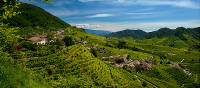 Vineyards of Prosecco