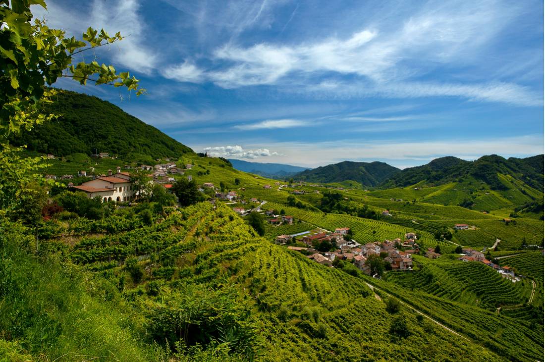 Vineyards of Prosecco