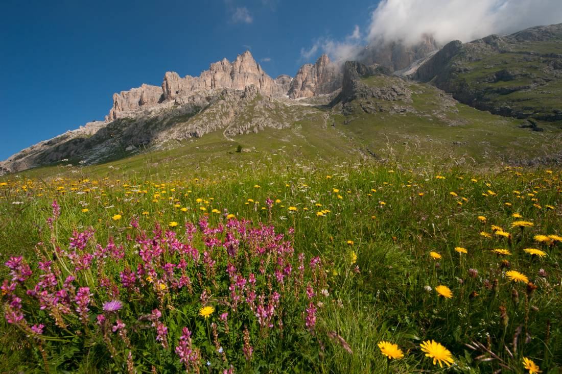 Wild flowers in the Dolomites