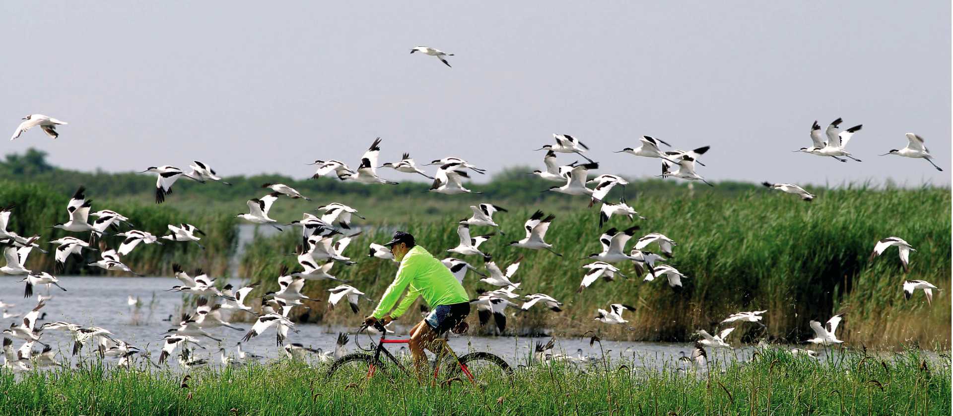 Cycling the Valli di Comacchio lagoons in northern Italy.
