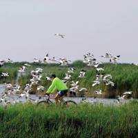 Cycling the Valli di Comacchio lagoons in northern Italy.