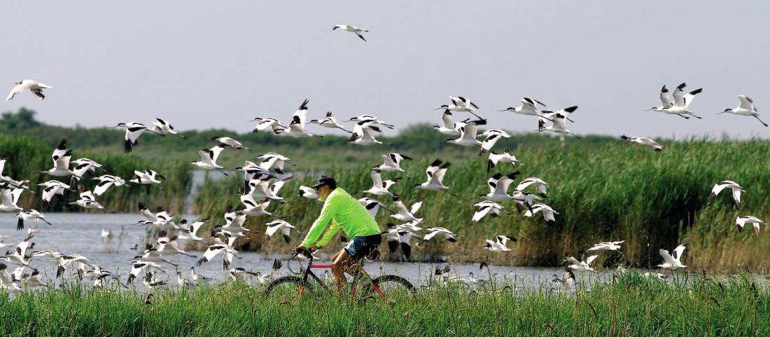 Cycling the Valli di Comacchio lagoons in northern Italy.