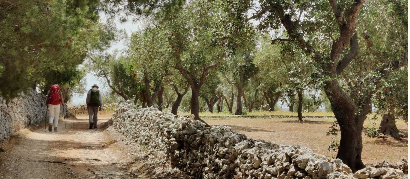 Walking among the olive trees of Puglia