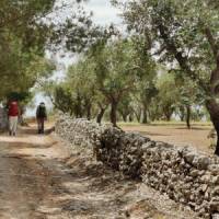 Walking among the olive trees of Puglia