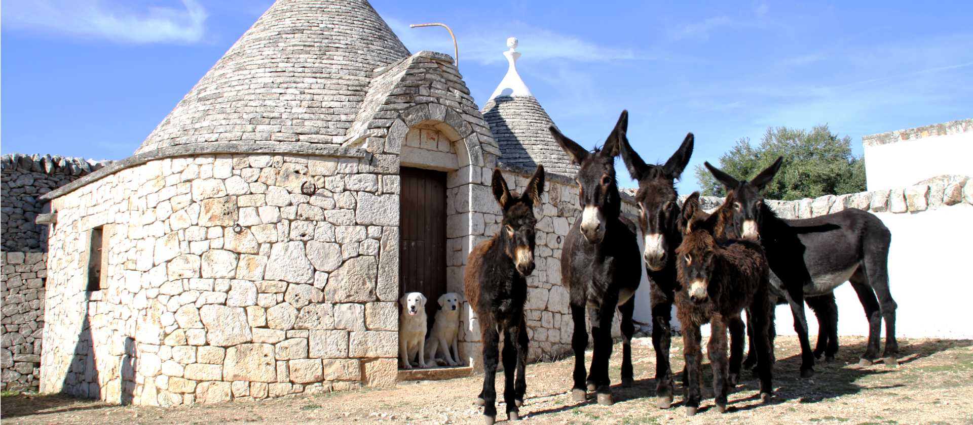 Donkeys in front of trulli buildings in Italy