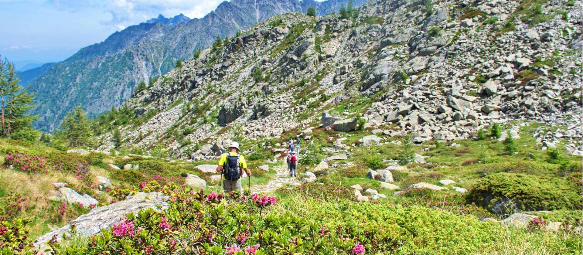 Hiking the Dolomites with wild rhododendron flowers