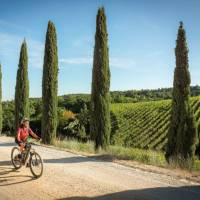 Cycling down a cypress avenue in Tuscany