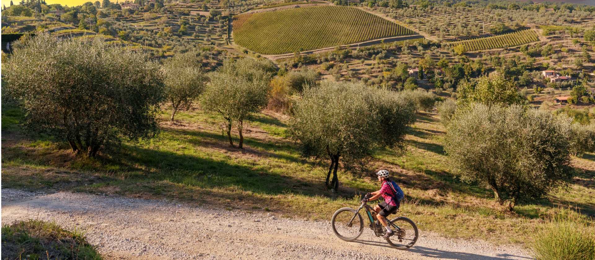 Gorgeous bike paths lined with olive trees in Tuscany