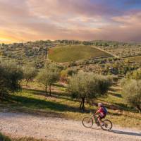 Gorgeous bike paths lined with olive trees in Tuscany