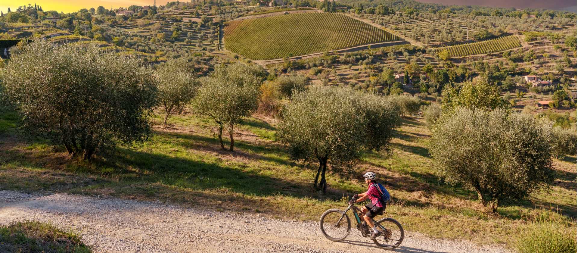 Gorgeous bike paths lined with olive trees in Tuscany