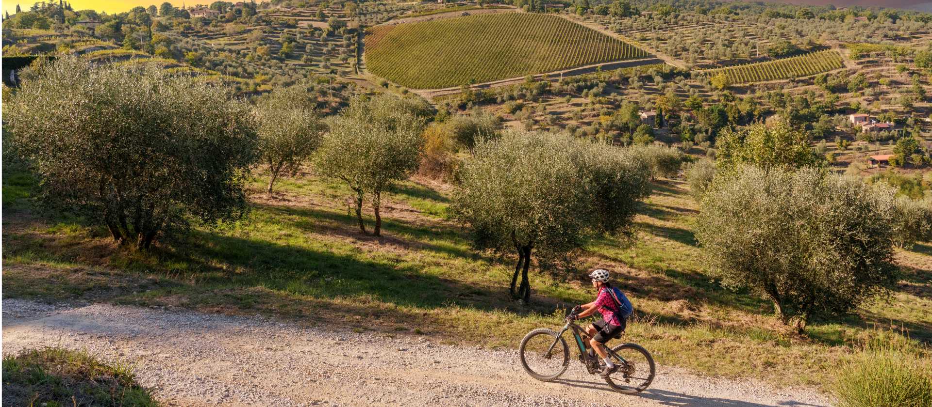 Gorgeous bike paths lined with olive trees in Tuscany