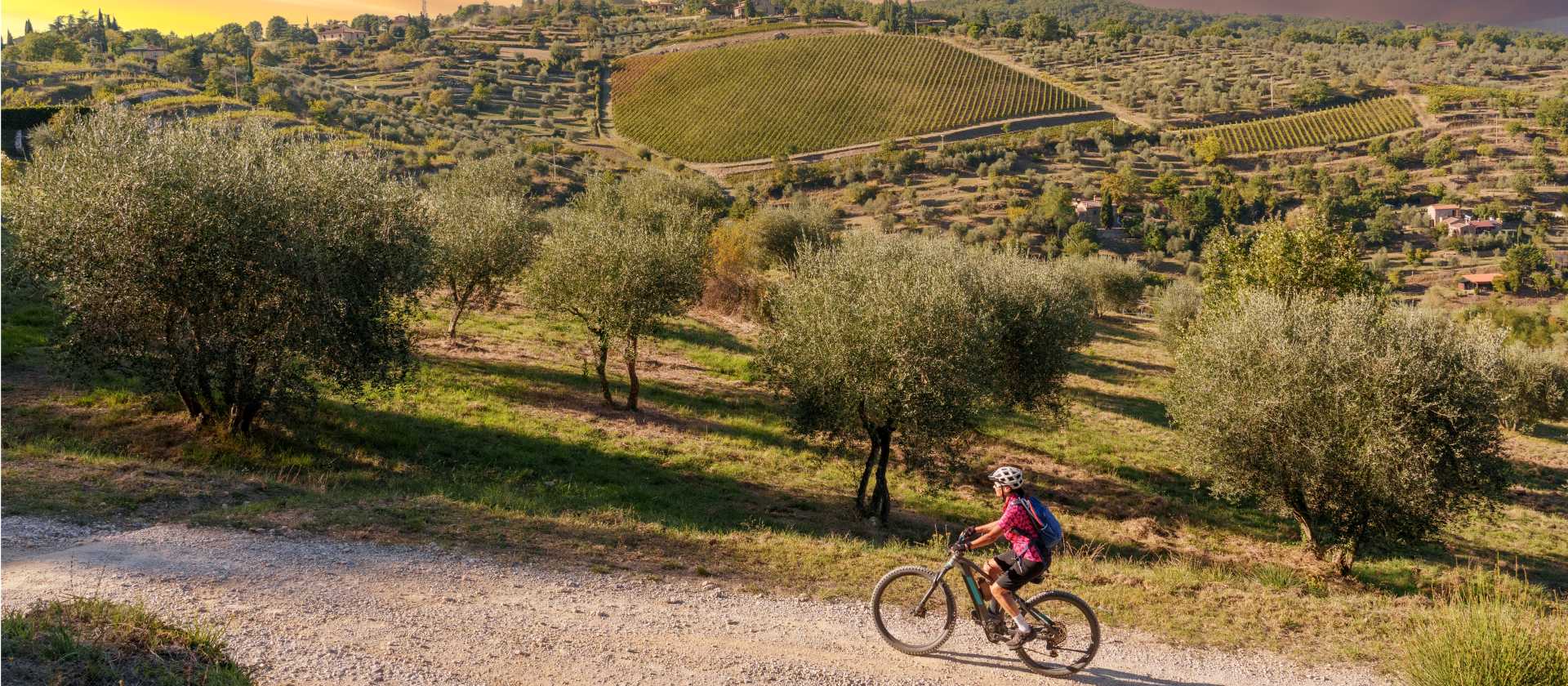 Gorgeous bike paths lined with olive trees in Tuscany