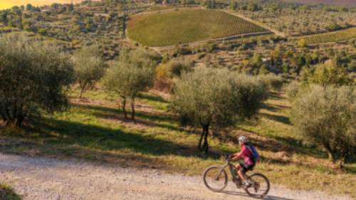 Gorgeous bike paths lined with olive trees in Tuscany