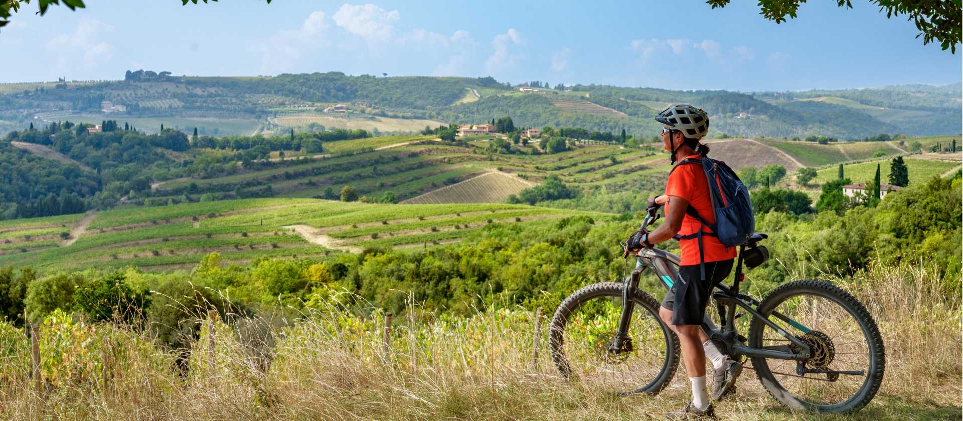 Cycle through olive trees in Tuscany