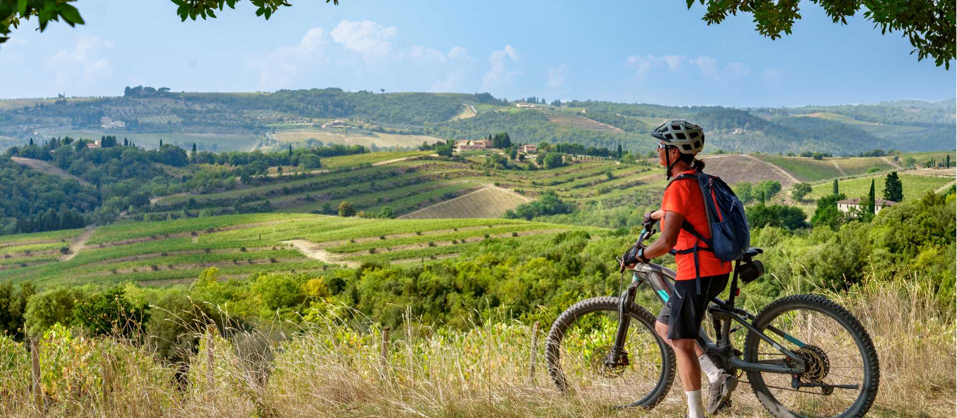 Cycle through olive trees in Tuscany