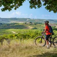 Cycle through olive trees in Tuscany