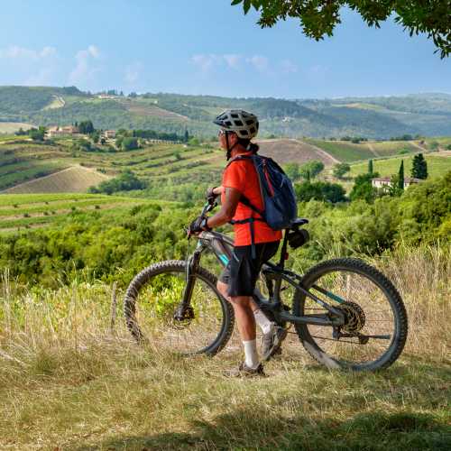 Cycle through olive trees in Tuscany