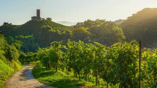 Walk the charming Prosecco hills and vineyards