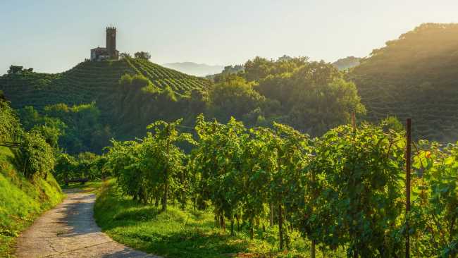 Walk the charming Prosecco hills and vineyards