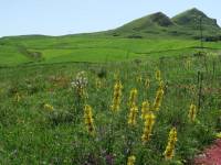 wildflowers in bloom on the Magna Via Francigena