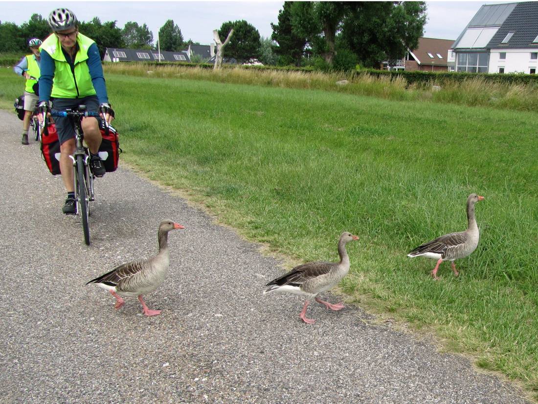 Wildlife on a cycle path on the outskirts of Copenhagen, Denmark |  <i>Anne Brian</i>