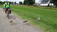 Wildlife on a cycle path on the outskirts of Copenhagen, Denmark |  <i>Anne Brian</i>