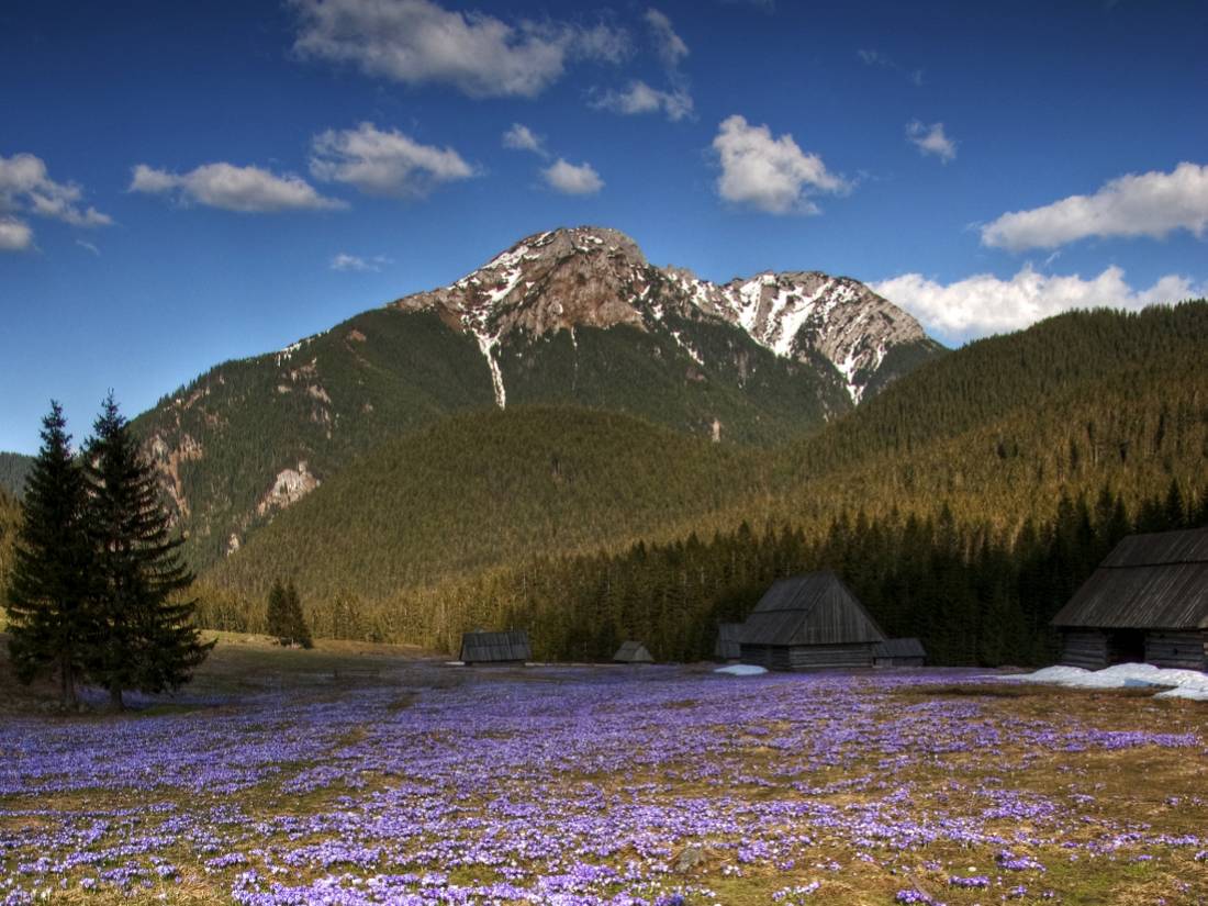 Fields of purple crocuses in the shadow of the Carpathians