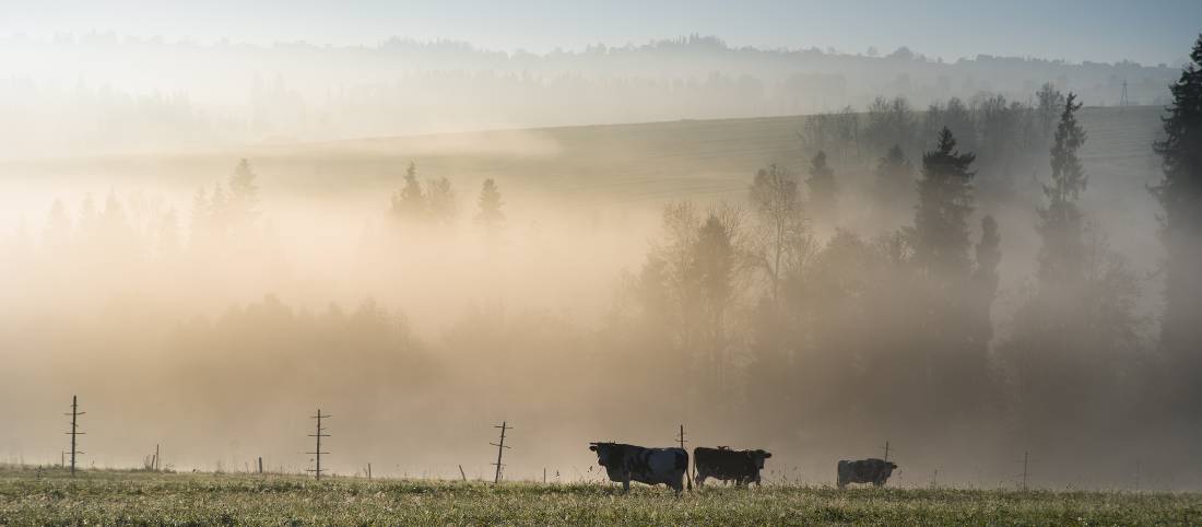 The morning fog adds an eerie layer to the beautiful Polish setting