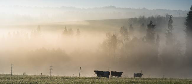 The morning fog adds an eerie layer to the beautiful Polish setting
