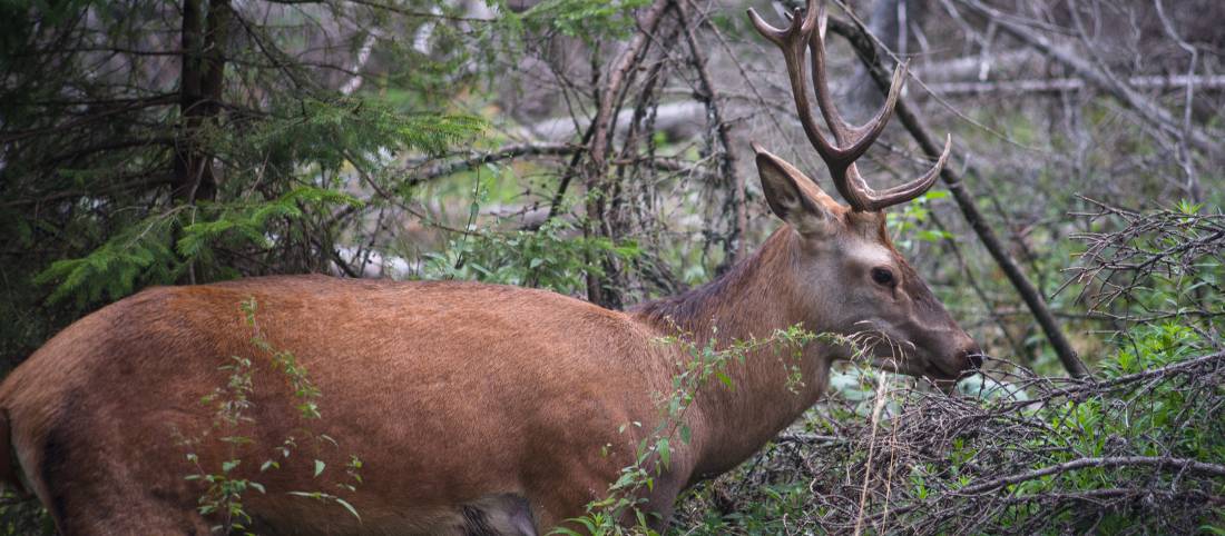 Deer are one of many wild animals who call the Tatra mountains home