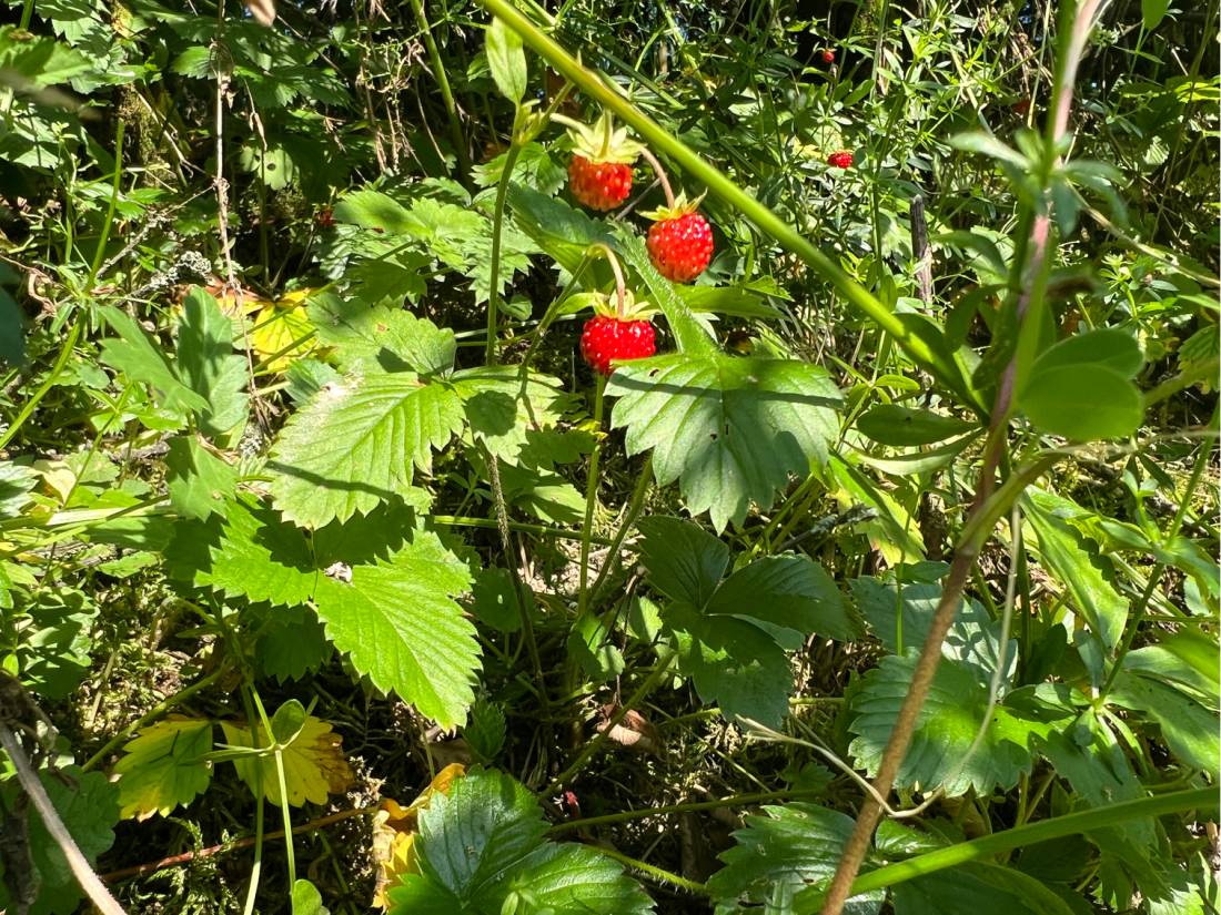 Fresh red berries |  <i>Kate Baker</i>