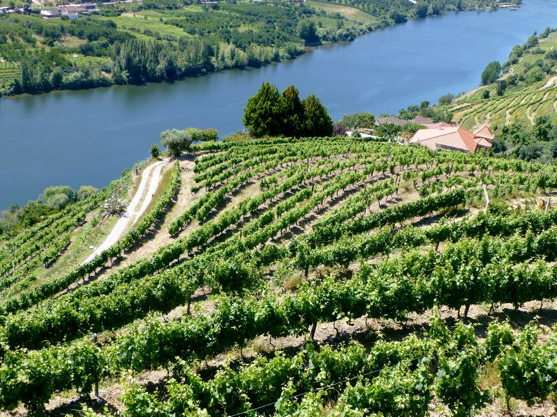 Vineyard terraces on the hillside of the Douro valley | <i>Caroline Mongrain</i>