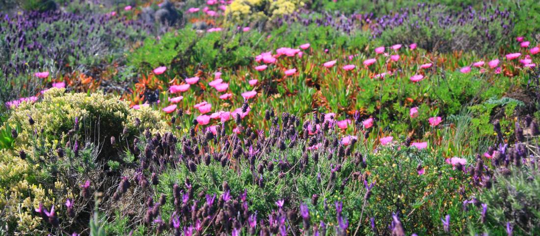 Wildflowers abound along the coast of Portugal's Alentejo region |  <i>John Millen</i>